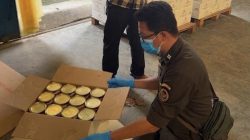 Dari Kebun ke Meja Mewah, Escargot Indonesia Siap Mendunia