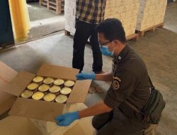 Dari Kebun ke Meja Mewah, Escargot Indonesia Siap Mendunia