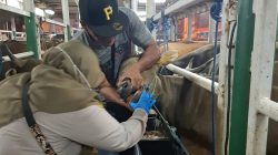 Sapi Asal NTB Tiba di Tanjung Priok untuk Idul Adha: Karantina Pastikan Semua Bebas Penyakit