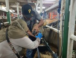 Sapi Asal NTB Tiba di Tanjung Priok untuk Idul Adha: Karantina Pastikan Semua Bebas Penyakit