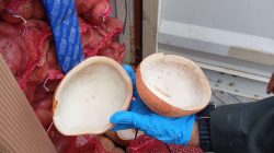 Sertifikasi Karantina DKI Jakarta: Jaminan Mutu Kopra Indonesia Tembus Bangladesh