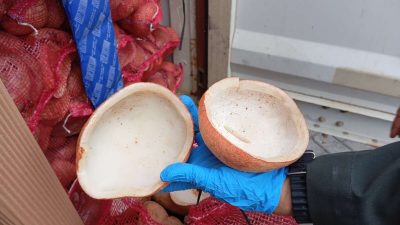 Sertifikasi Karantina DKI Jakarta: Jaminan Mutu Kopra Indonesia Tembus Bangladesh