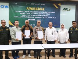 Jaga Ketahanan Pangan, Barantin Musnahkan 129 Ton Kulit Impor Positif PMK dan LSD